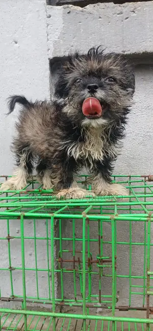 1-3 months Female Purebred Lhasa Apso