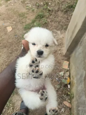0-1 month Male Purebred American Eskimo