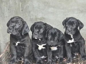 1-3 months Male Purebred Cane Corso