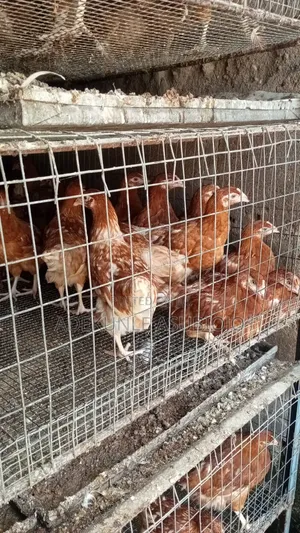 Point of Lay Pullets 400 Pieces