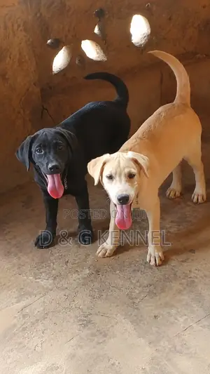 3-6 months Male Purebred Labrador Retriever