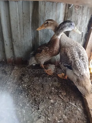 3months Old Mallard Ducks