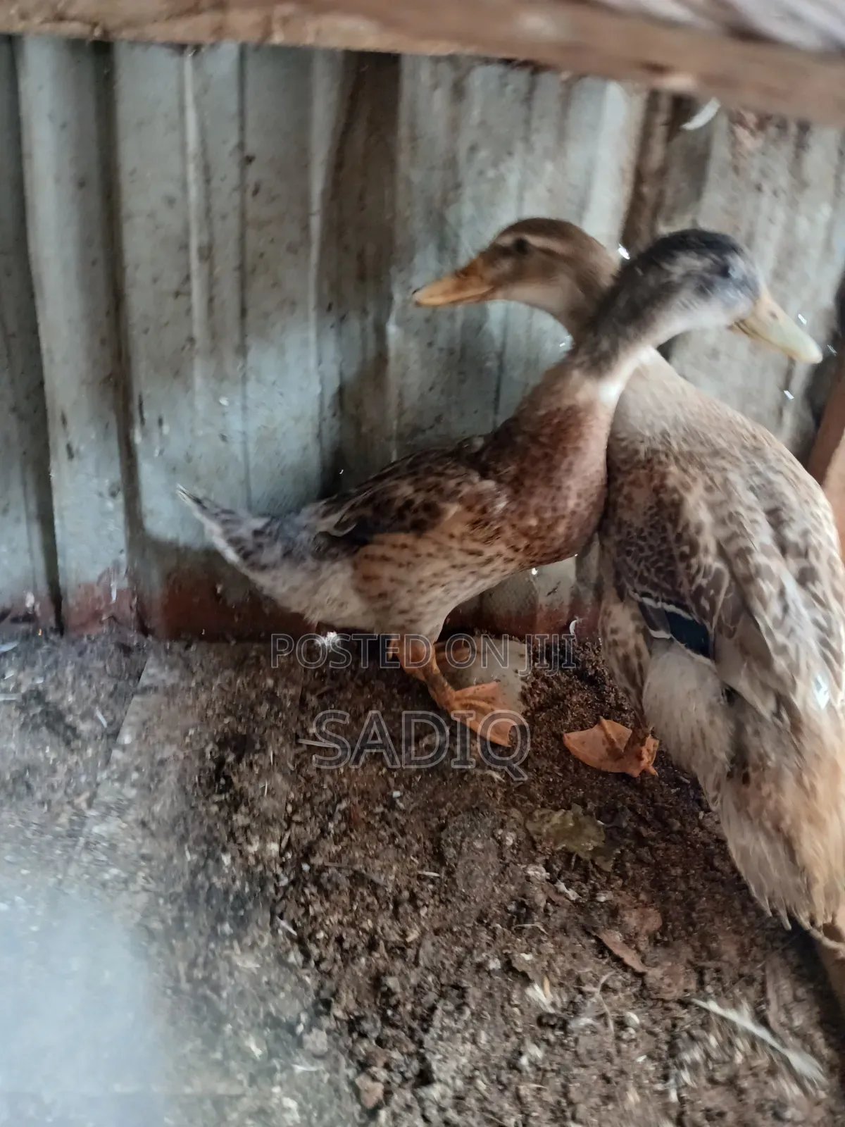3months Old Mallard Ducks