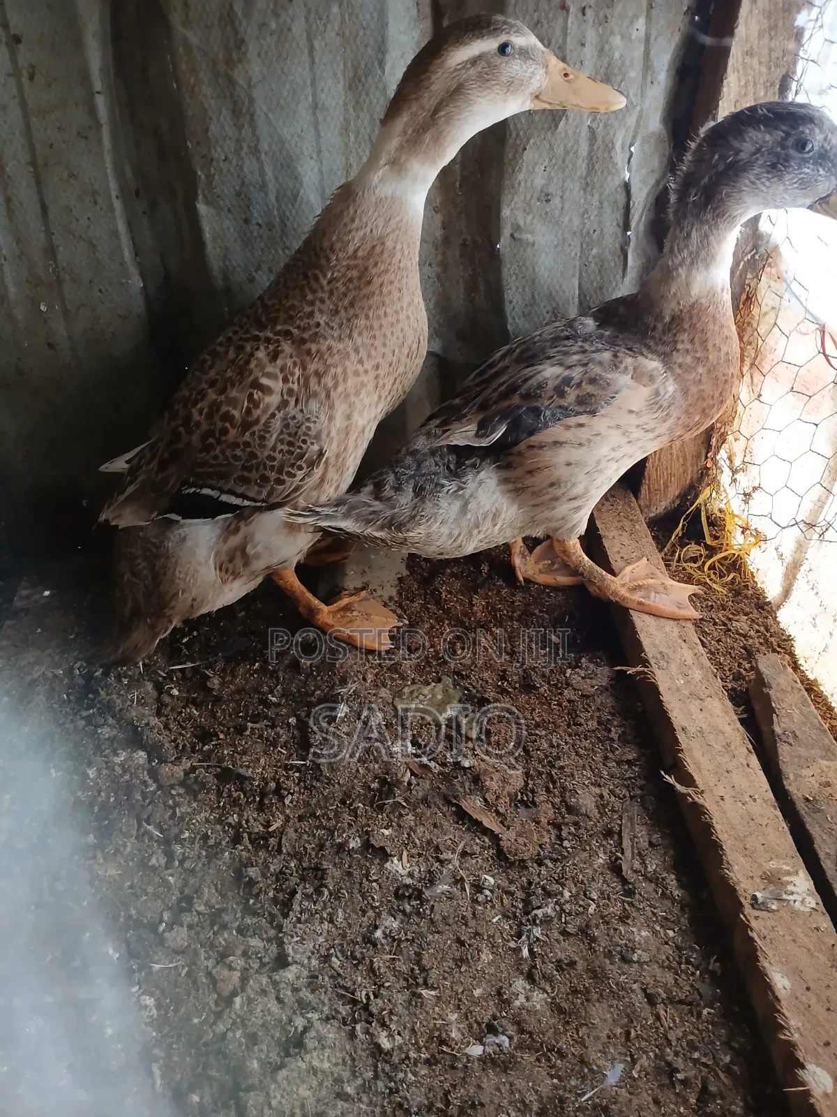 3months Old Mallard Ducks