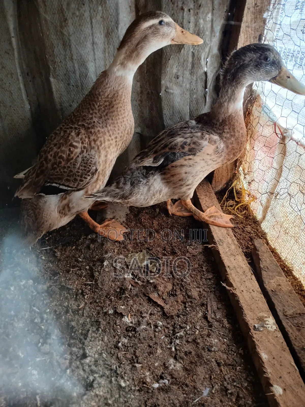 3months Old Mallard Ducks