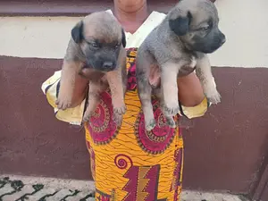 0-1 month Female Mixed Breed German Shepherd