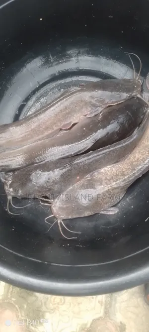 Table Size Catfish
