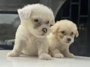 1-3 months Male Purebred Lhasa Apso