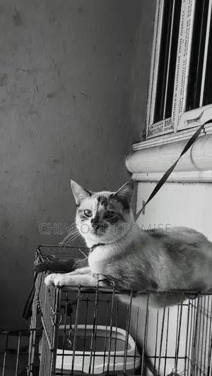 1+ year Female Mixed Breed Persian