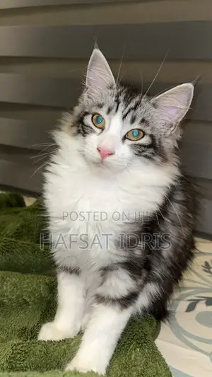 3-6 months Male Mixed Breed Cat