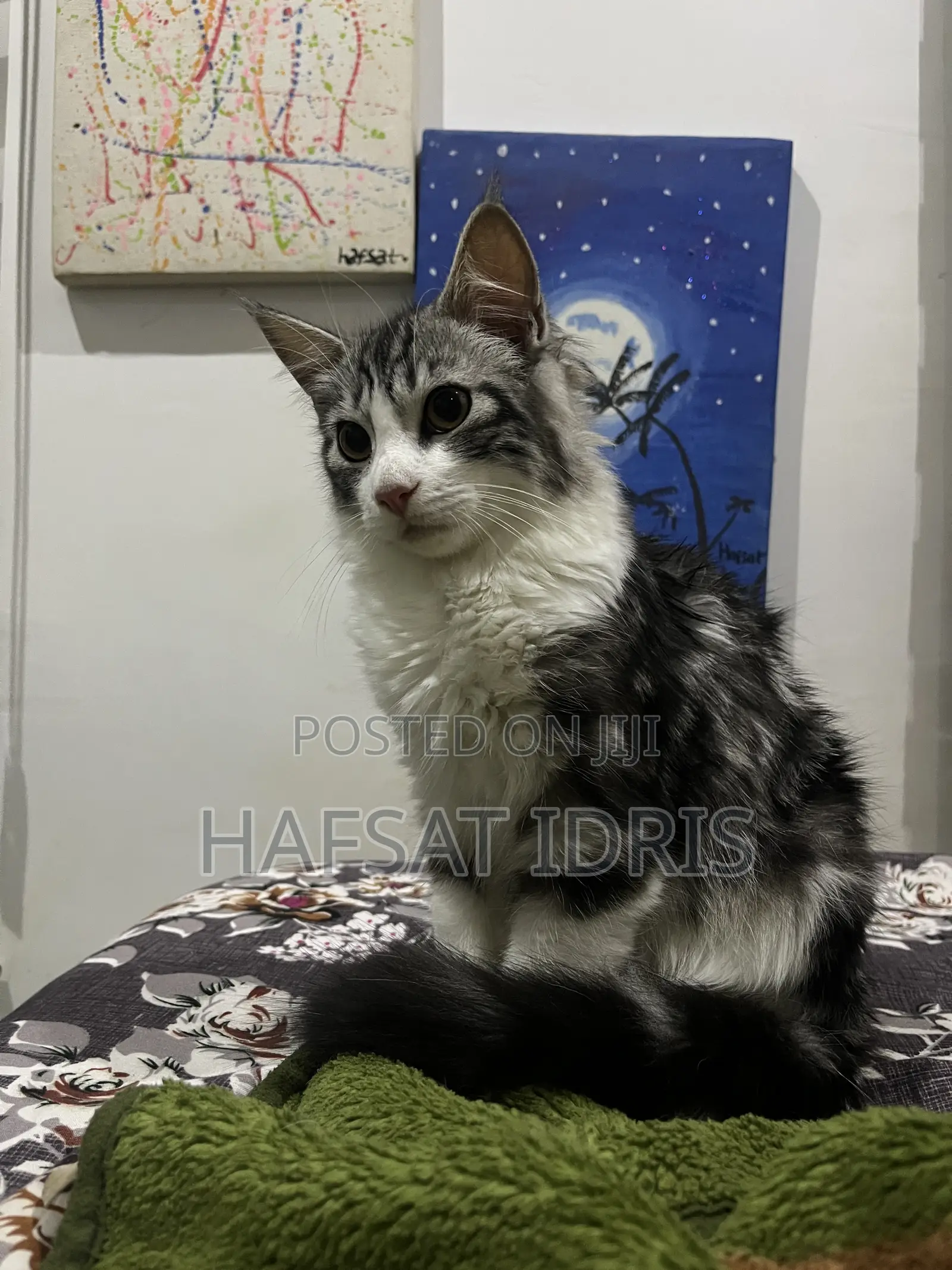 3-6 months Male Mixed Breed Cat