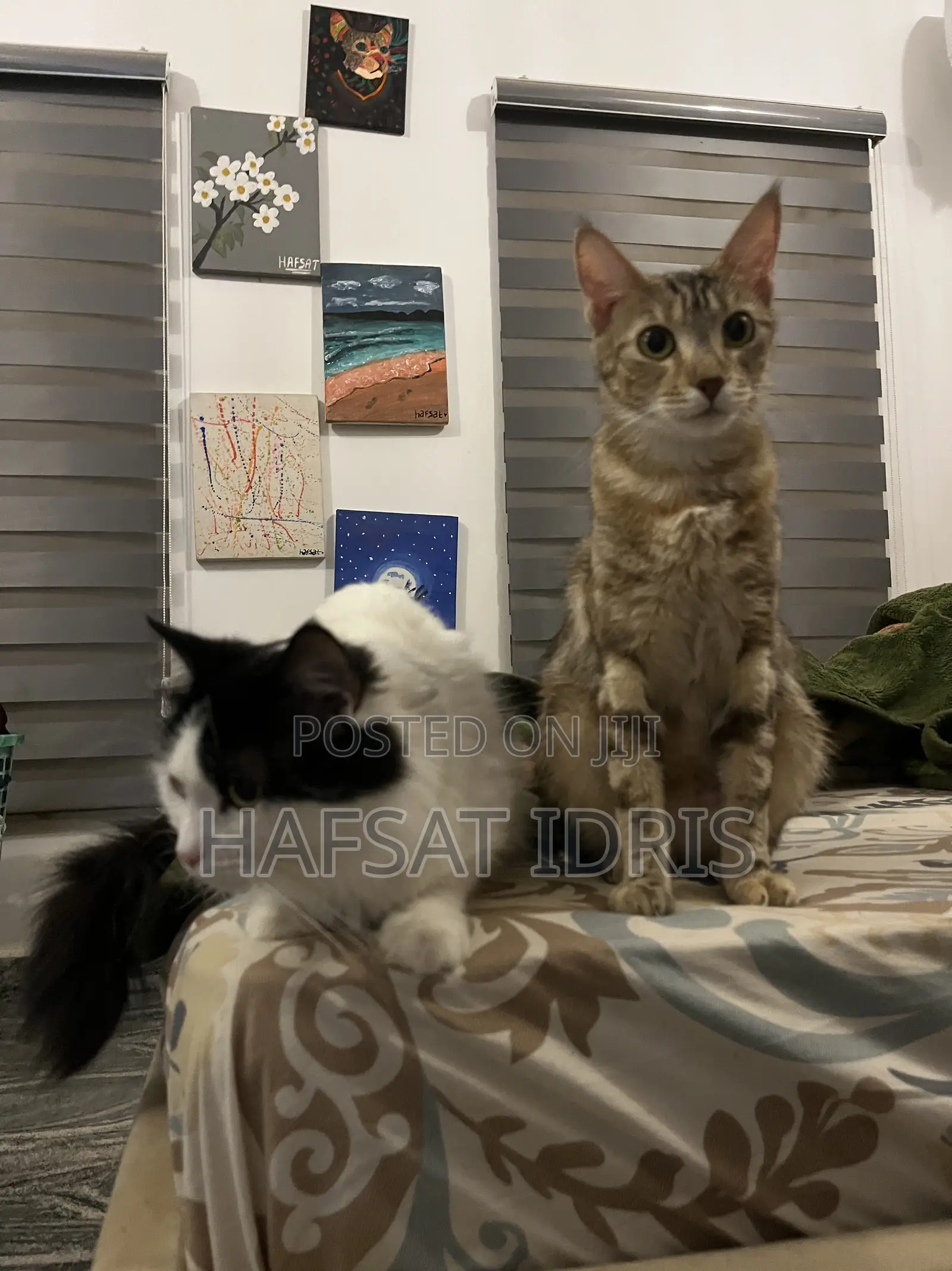 3-6 months Male Mixed Breed Cat