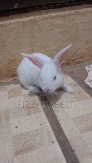 Rabbit, Winners and Growers . Both for Pets and Rearing
