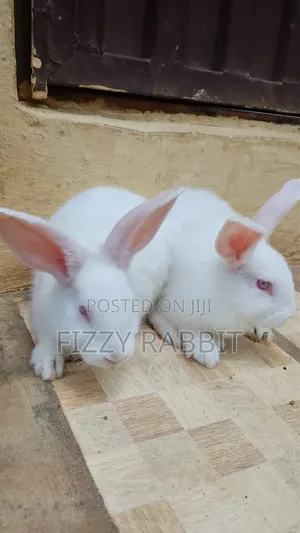 We Sell Healthy Matured Rabbit