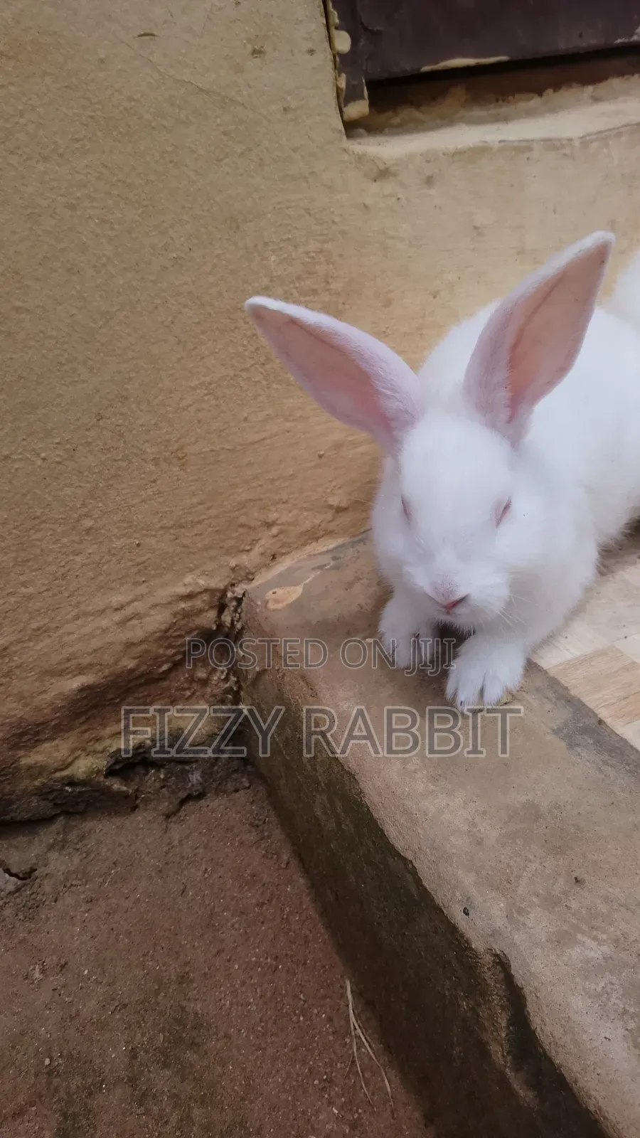 We Sell Healthy Matured Rabbit