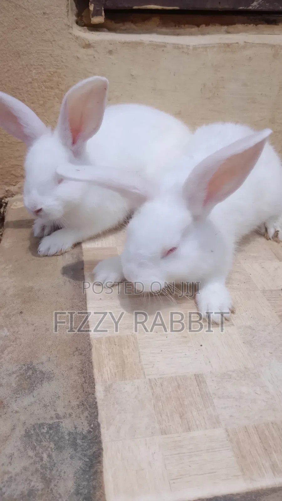 We Sell Healthy Matured Rabbit