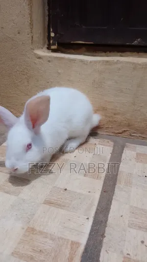 We Sell Healthy Matured Rabbit