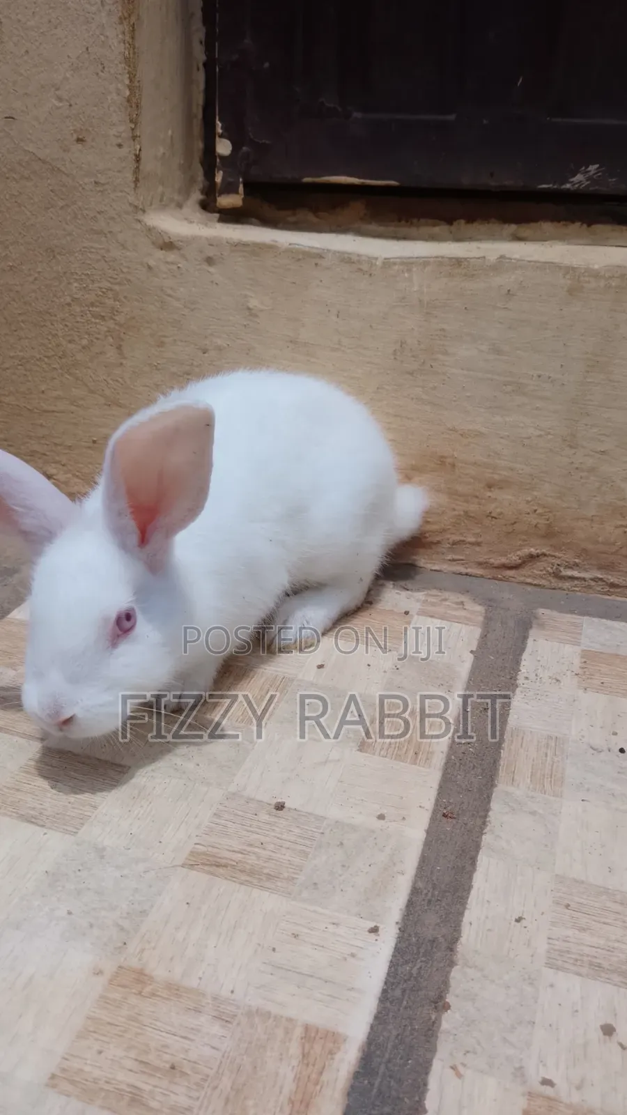 We Sell Healthy Matured Rabbit