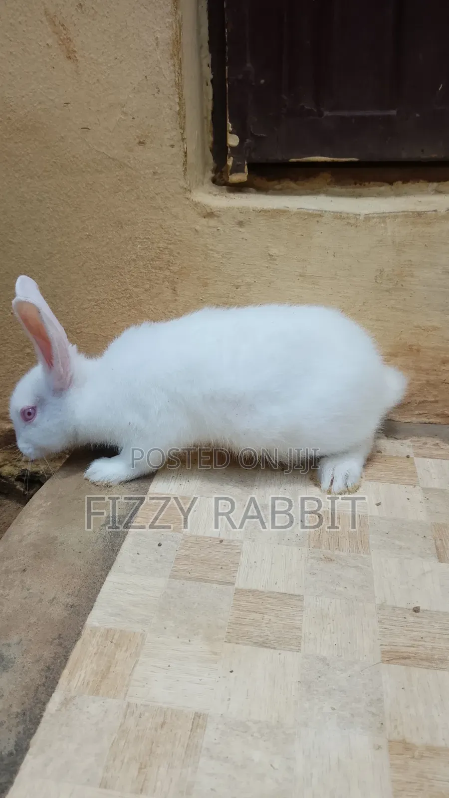 We Sell Healthy Matured Rabbit