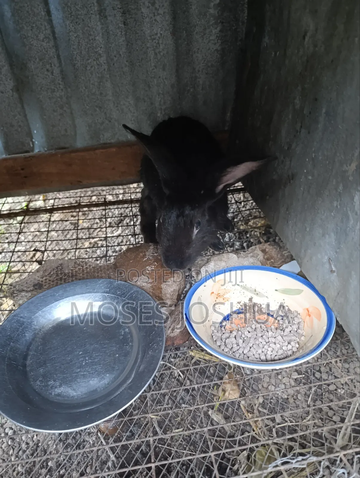 2.4kg Rabbit for Meat or Rearing