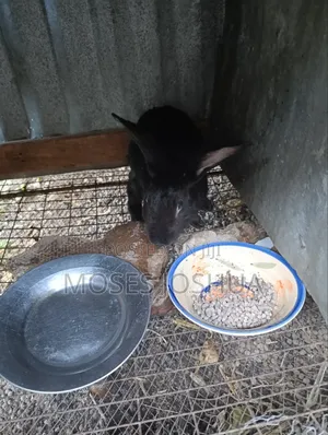 2.4kg Rabbit for Meat or Rearing