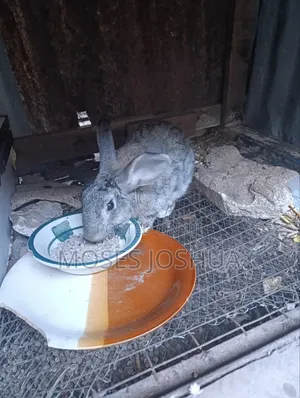 2.4kg Rabbit for Meat or Rearing