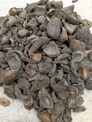 Palm Kernel Shells