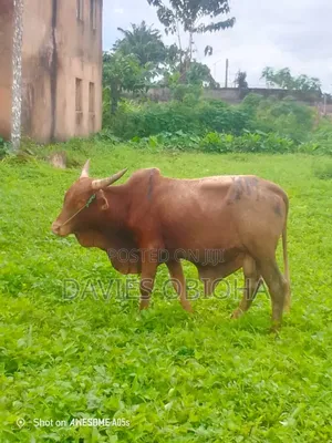 Big Sized Cows