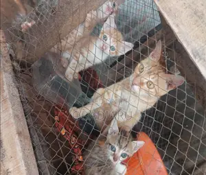 0-1 month Male Mixed Breed Cat