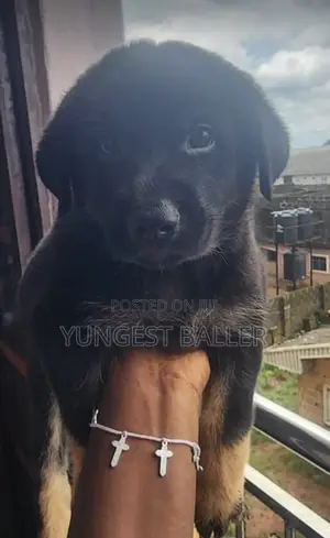 1-3 months Female Purebred German Shepherd