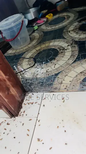 Best After Cockroach Elimination in Offices and Apartments