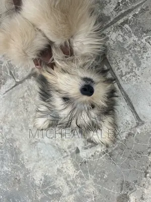 3-6 months Male Purebred Lhasa Apso