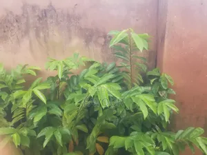 All Kinds of Fruits Seedlings.