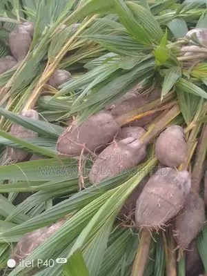 Dwarf Coconut