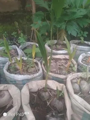 Dwarf Coconut