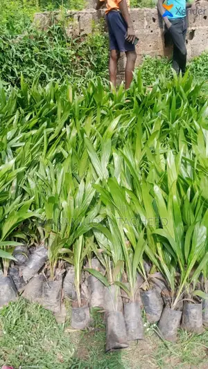 Oil Palm Seedlings, Banana and Plantain Sucker,