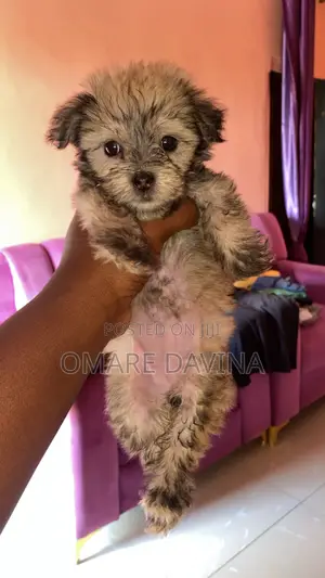 1-3 months Female Purebred Lhasa Apso
