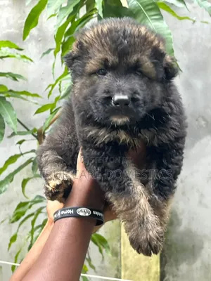 1-3 months Female Purebred Caucasian Shepherd