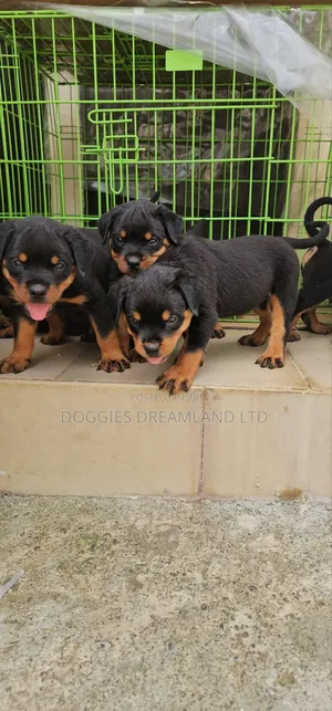 1-3 months Male Purebred Rottweiler