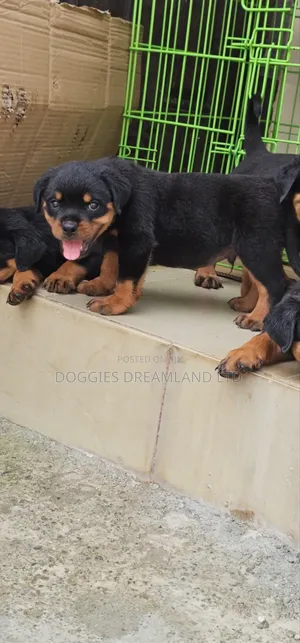 1-3 months Male Purebred Rottweiler