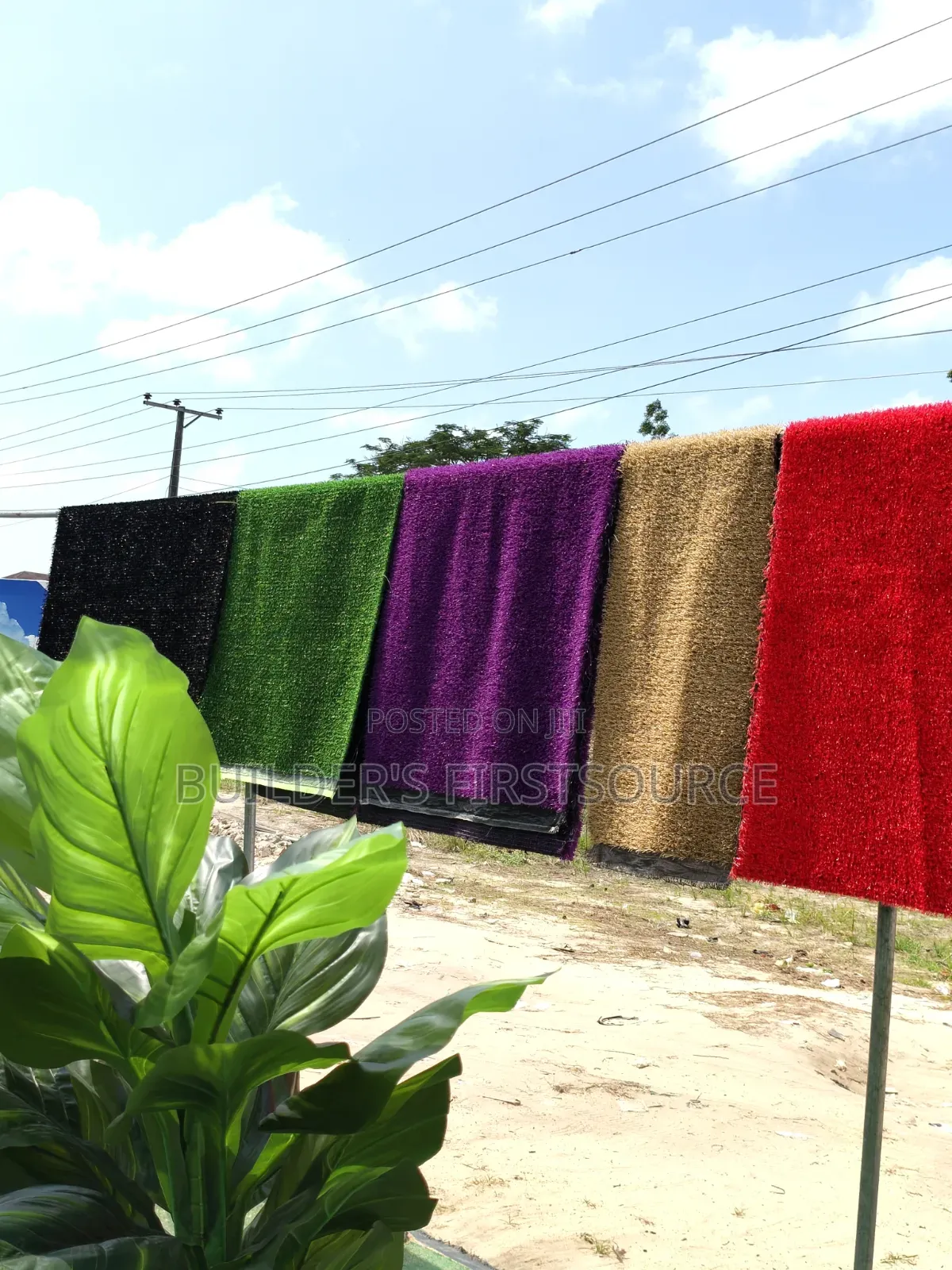 Colored Carpet Grass