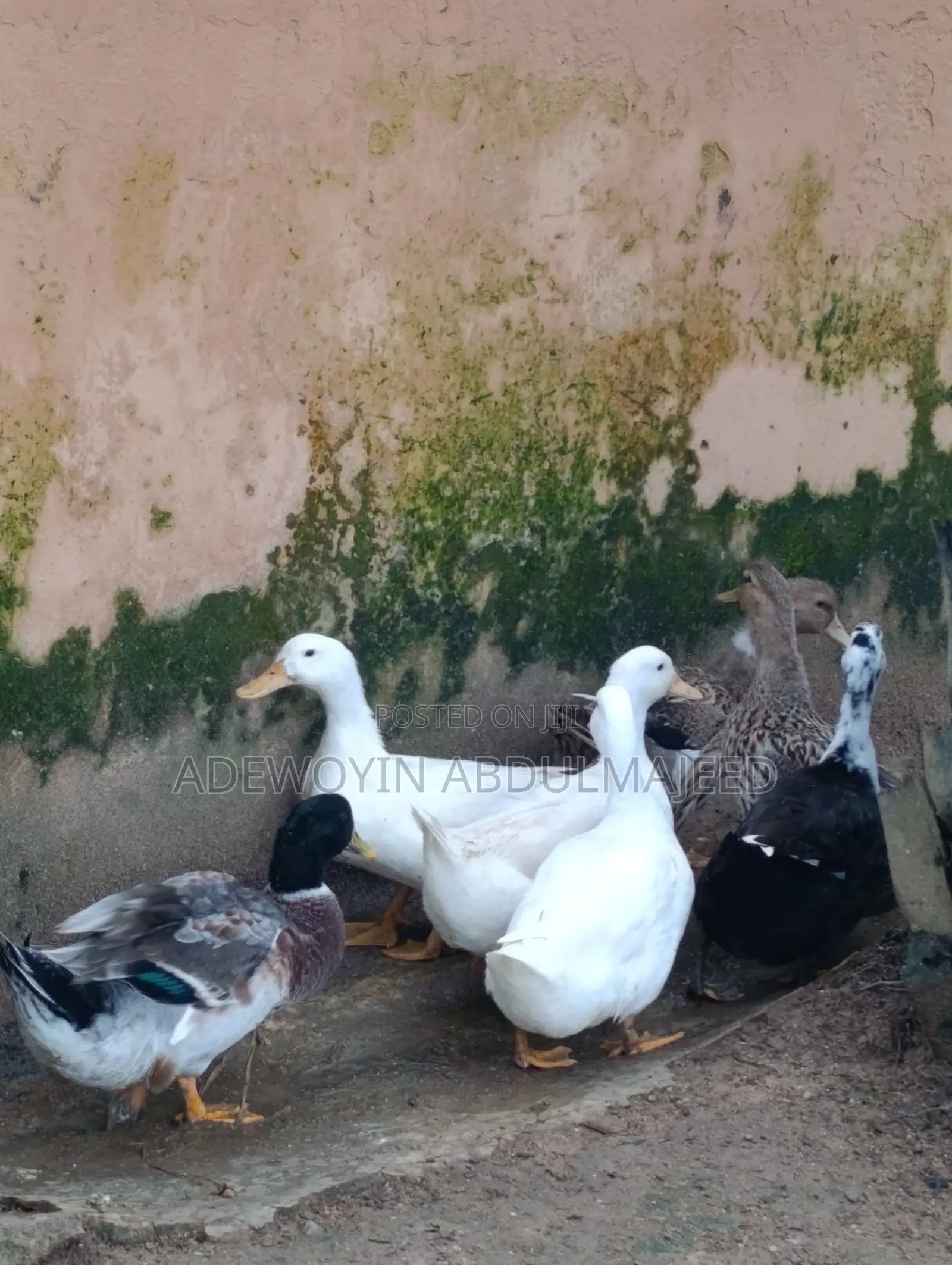 Foreign Duck