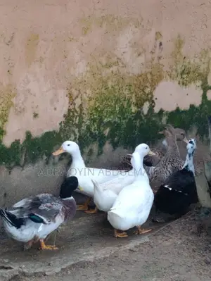Foreign Duck