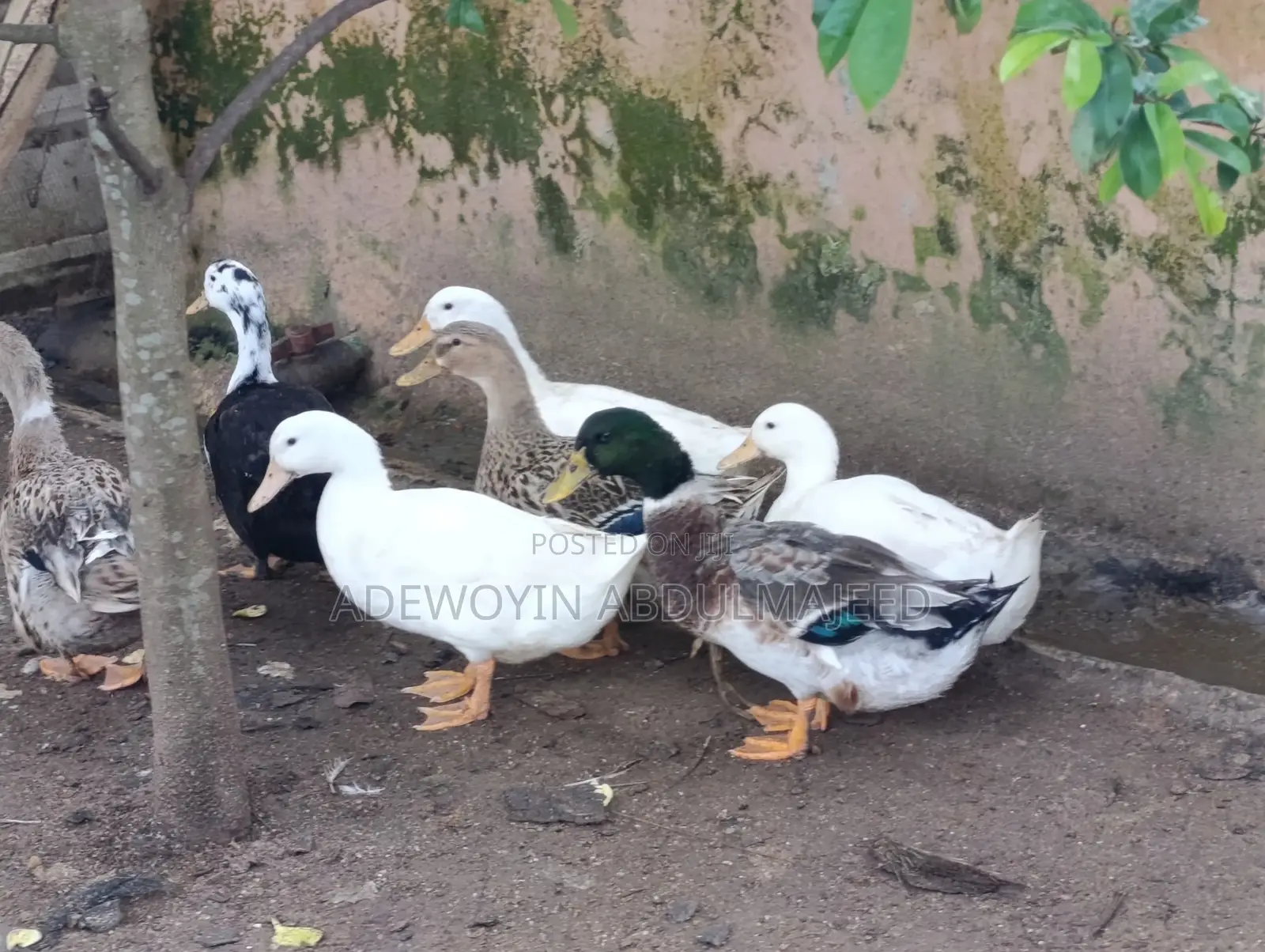 Foreign Duck
