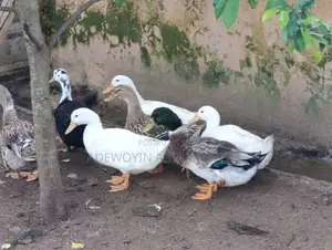 Foreign Duck