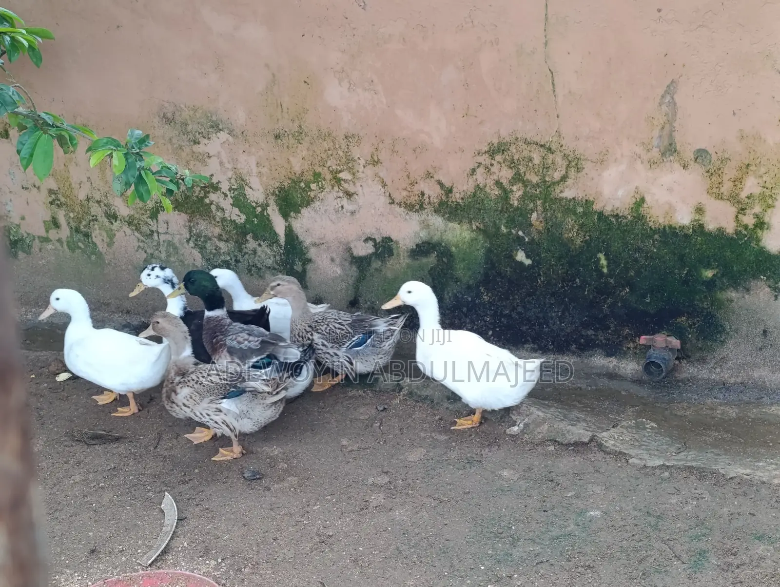 Foreign Duck