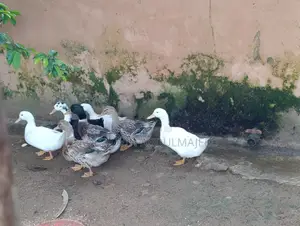 Foreign Duck