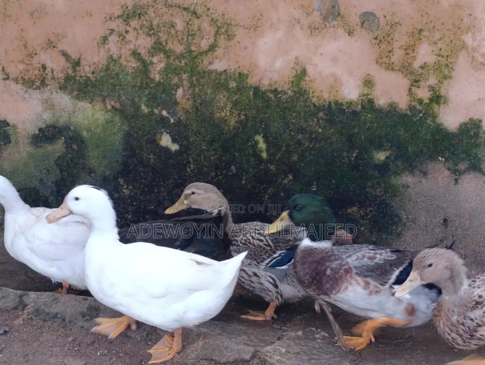 Foreign Duck
