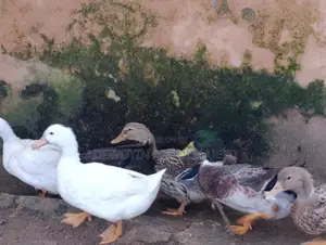 Foreign Duck