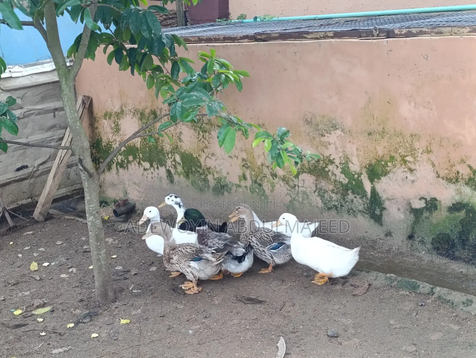 Foreign Duck